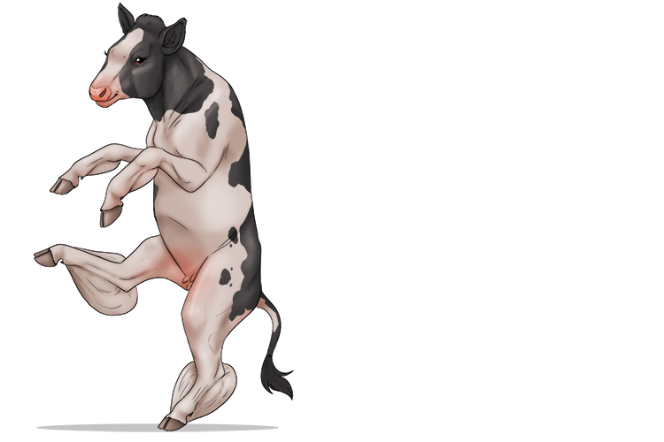 She wasn't a typical calf (calf); she had strong muscles on the back of her lower legs.